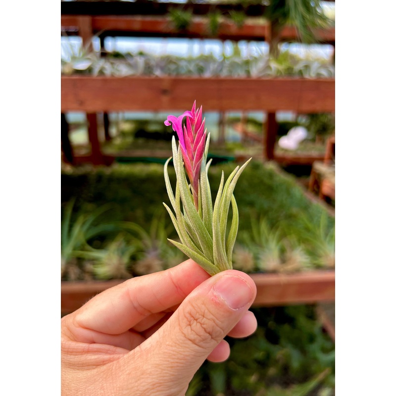 Argentina Single <br> Miniature Species