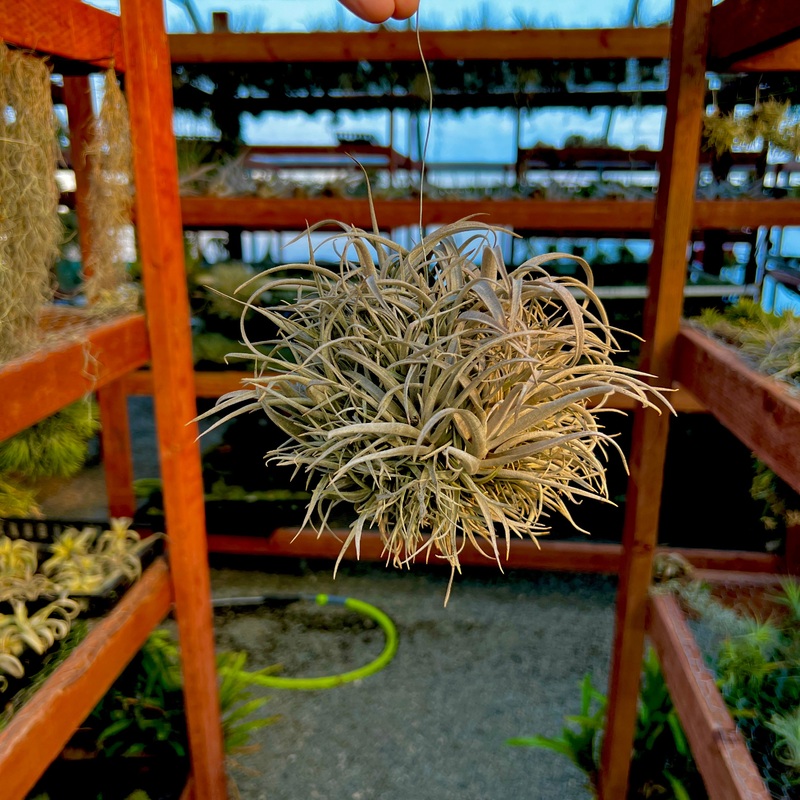 Assorted Medium Hanging Air Plant Clump