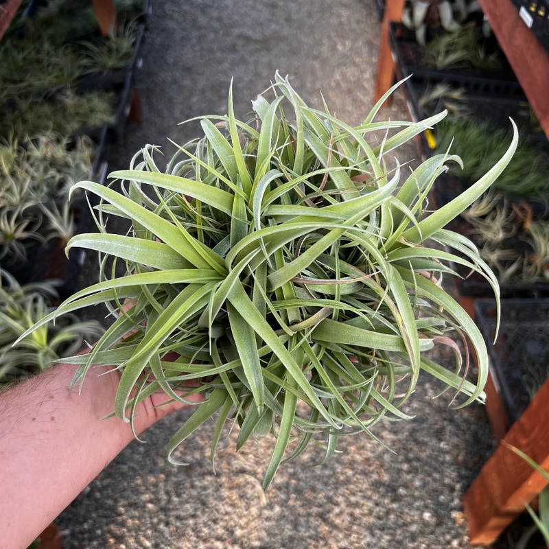 Betty (Xerographica x Brachycaulos) Clumps <br> *Cannot Be Shipped Internationally*