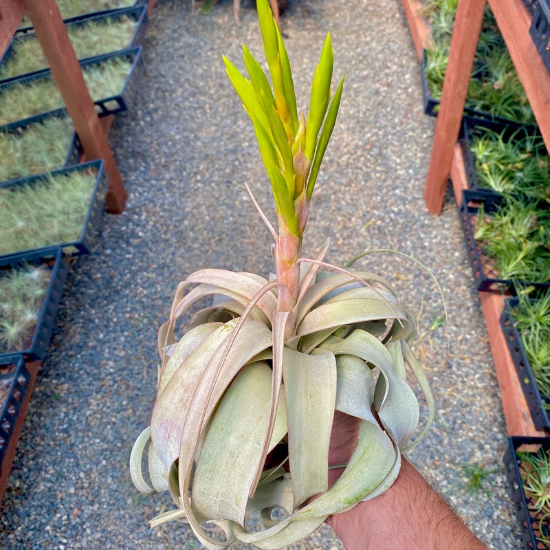 Blooming Xerographica (Medium) SALE!