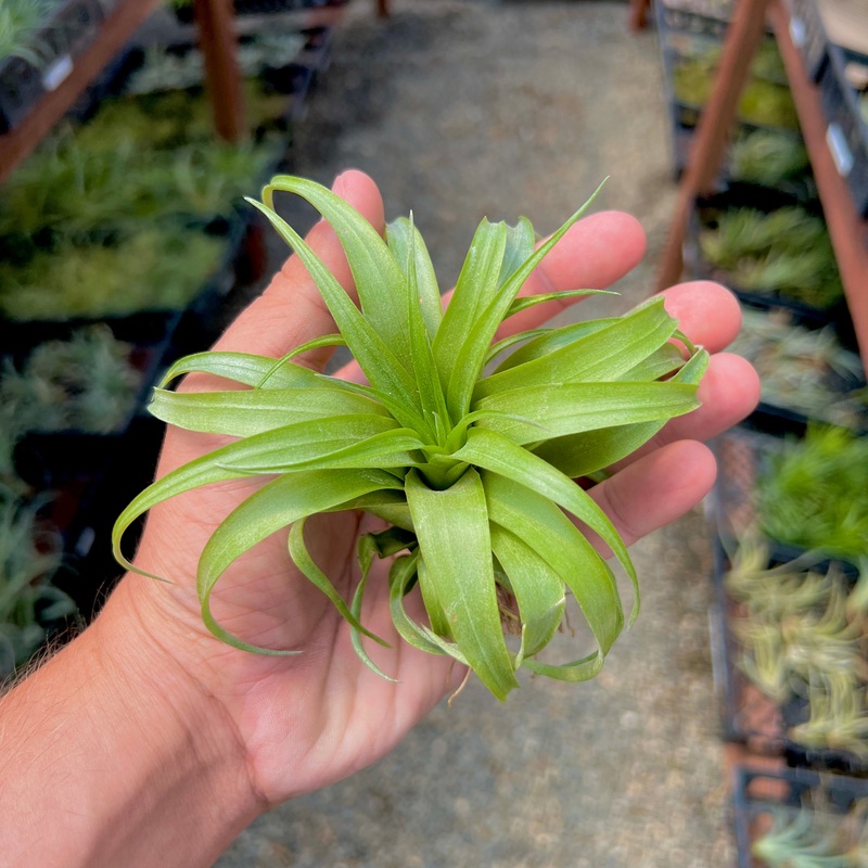 Brachycaulos|Small|Medium|Large|XL