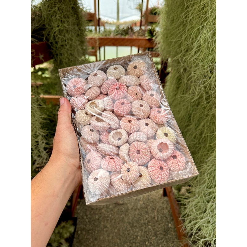 Bulk Lot of 75+ Small Sea Urchin Shells (1-1.5) $0.50 Per Shell