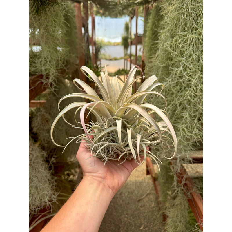 Capitata Mauve Large <br> (Lots Of Pups Growing!)