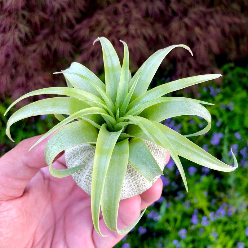 Green Sea Urchin Shell|Shell Only|Shell & Air Plant