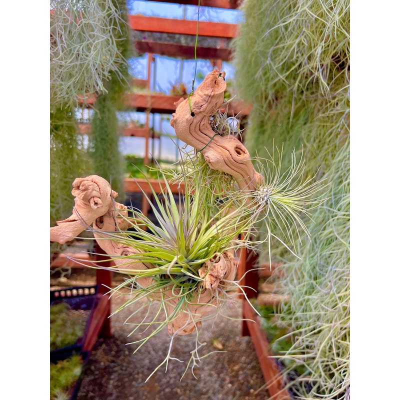 Hanging Grapewood Large Branch Air Plant Display