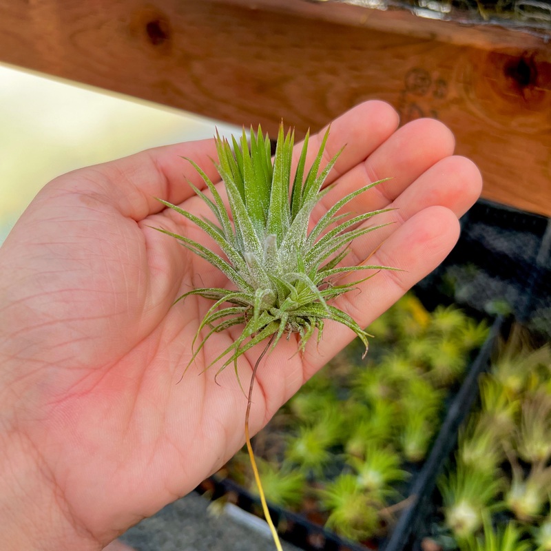 Ionantha Huamelula (Mexico)