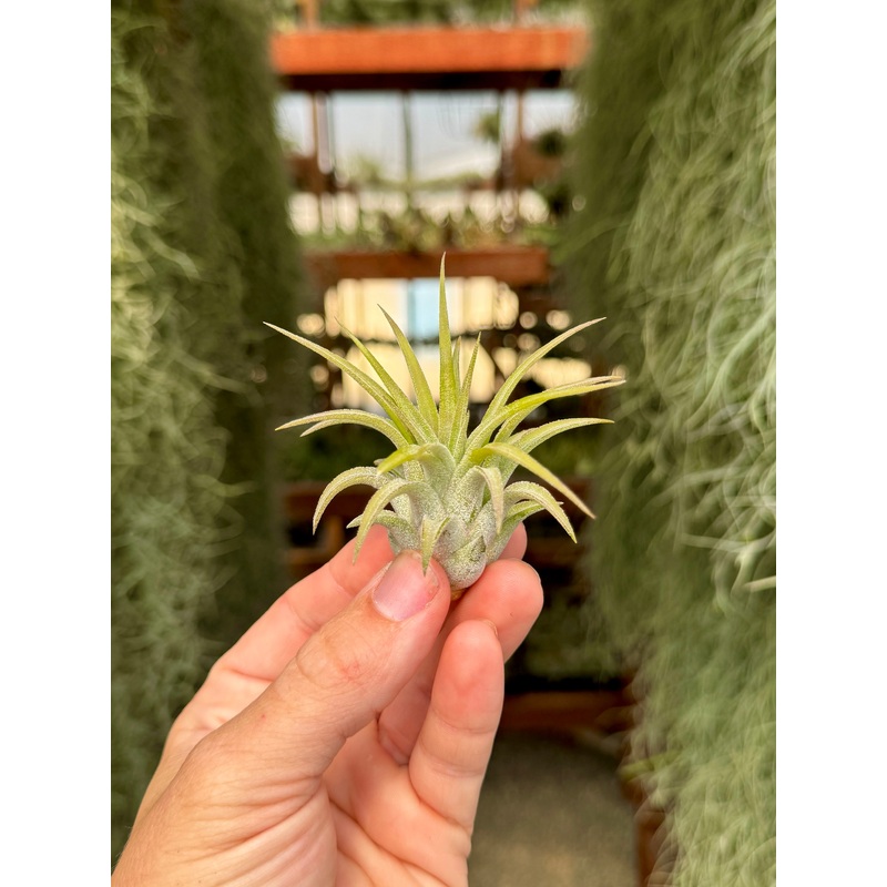 Ionantha Maxima Giant Offsets|Small|Medium