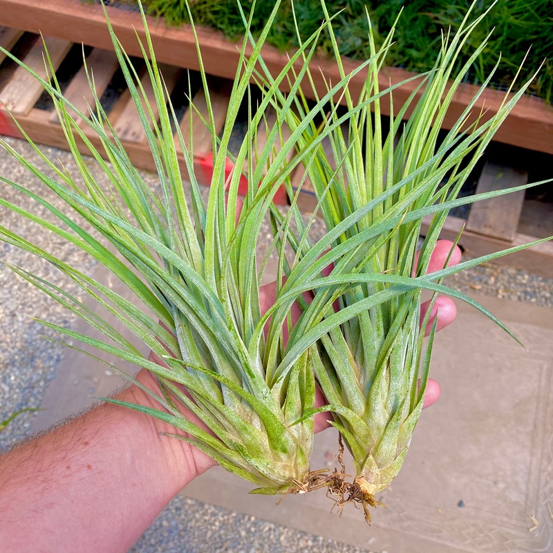 Ionantha x Fasciculata|Medium|Large