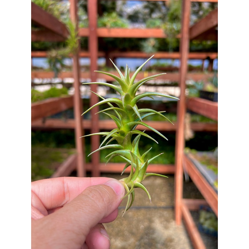 Latifolia Enano <br> *RARE*