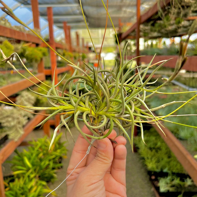 Myosura Hanging Clump <br> (Miniature Species)