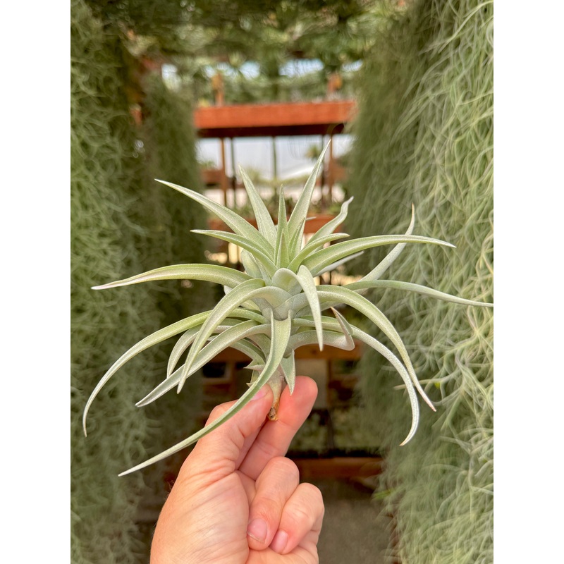 Premium Harrisii x Xerographica Thick Leaf