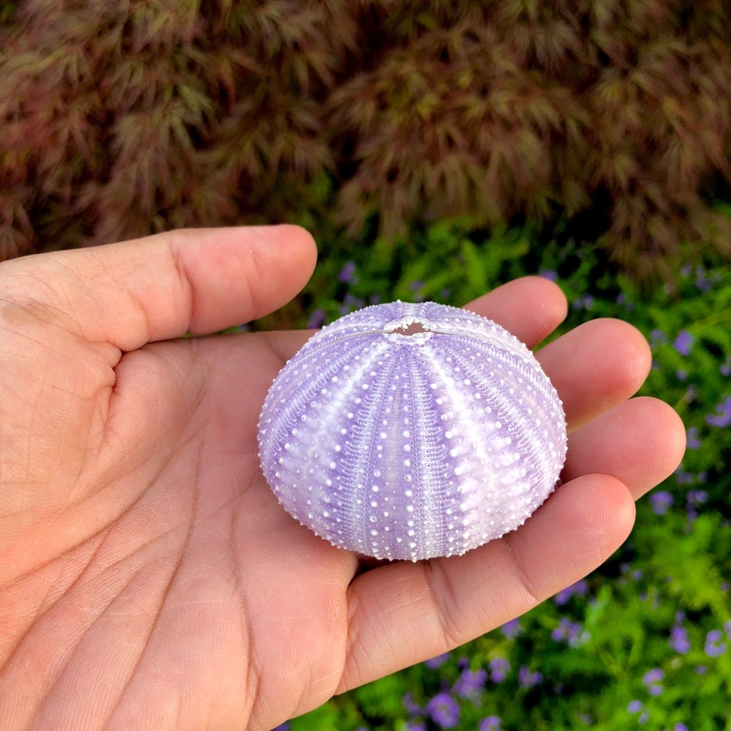 Purple Sea Urchin Shell (Regular)