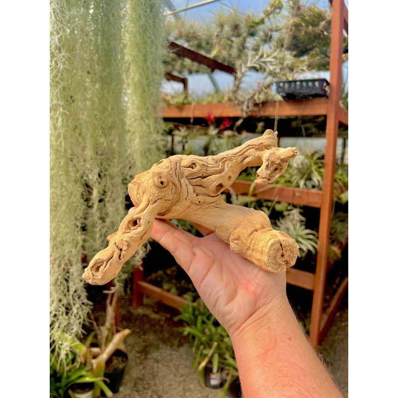 Sandblasted California Grapewood Branch 5 – 8