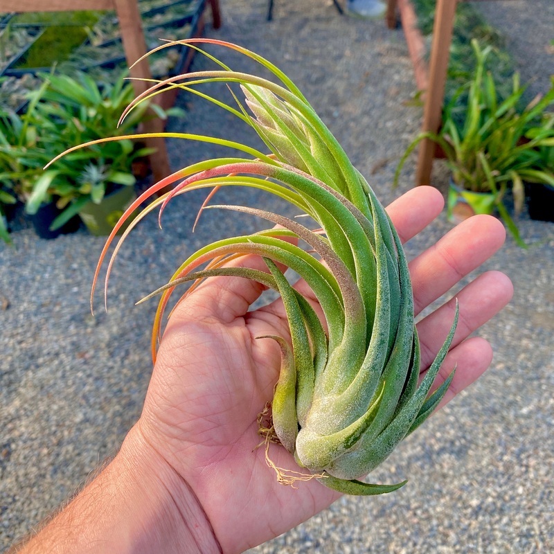 Seleriana X Circinnatoides