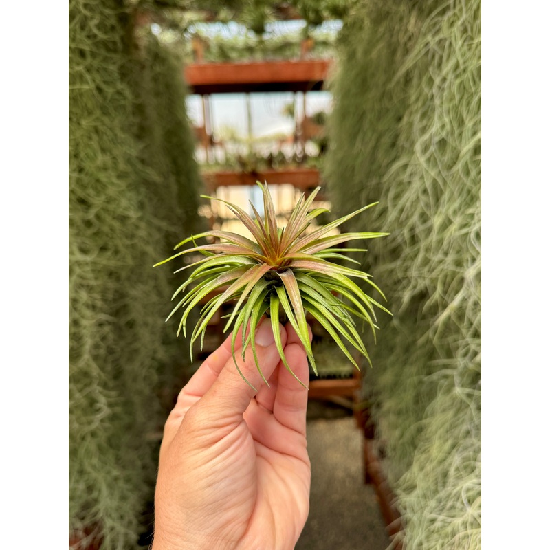 Tenuifolia Purple Fan|Small|Medium|Large