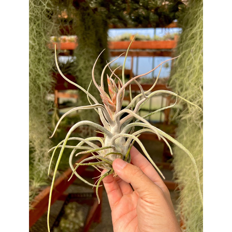 Ty <br> (ehlersiana X bulbosa) <br> SMALL CLONE