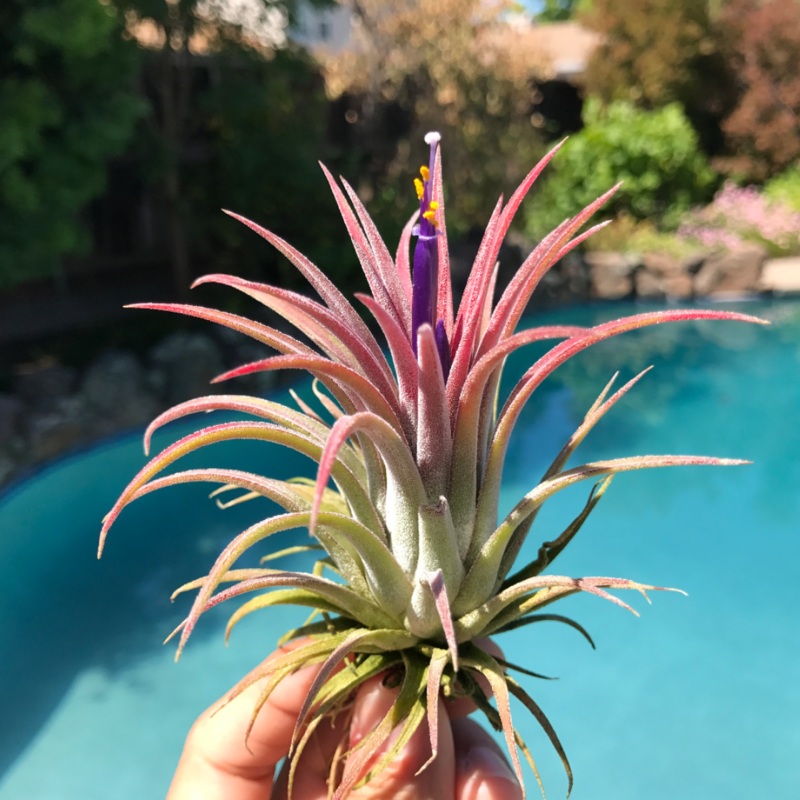 Wholesale Ionantha Rubra Medium (Minimum Order 10)