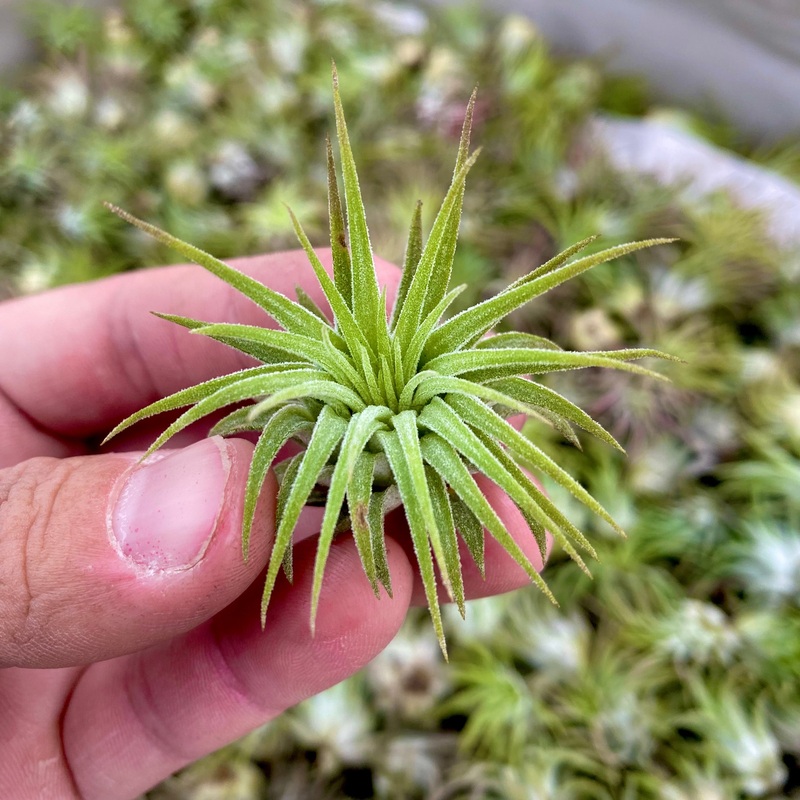 Wholesale Ionantha Rubra Small (Minimum Order 10)