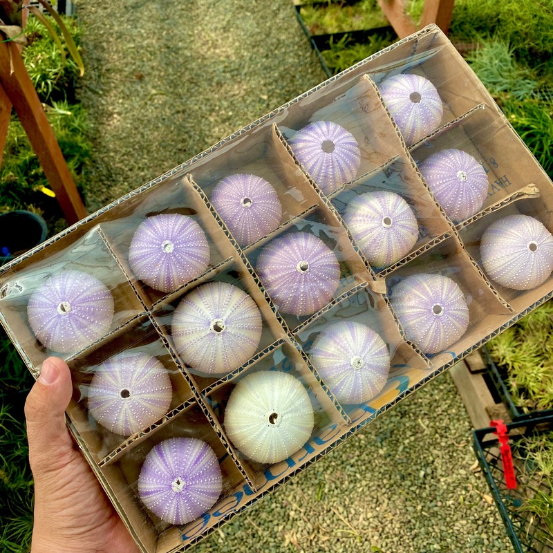 Wholesale Purple / White Sea Urchin Shell <br> (Pack of 15 – $1.50 ea)