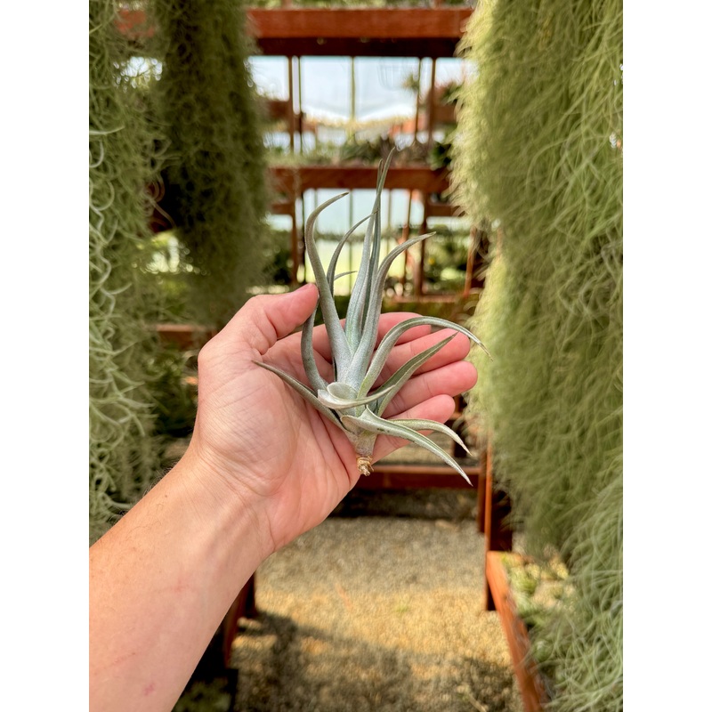 Xiphioides Large Form<br> (Citrus Scent Bloom)