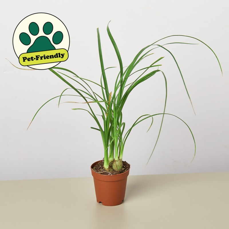 Palm Ponytail|3″ Pot|4″ Pot|6″ Pot|8″ Pot|10″ Pot|Nursery|TerraCotta Eco Pot|Black Eco Pot|Cow Pot