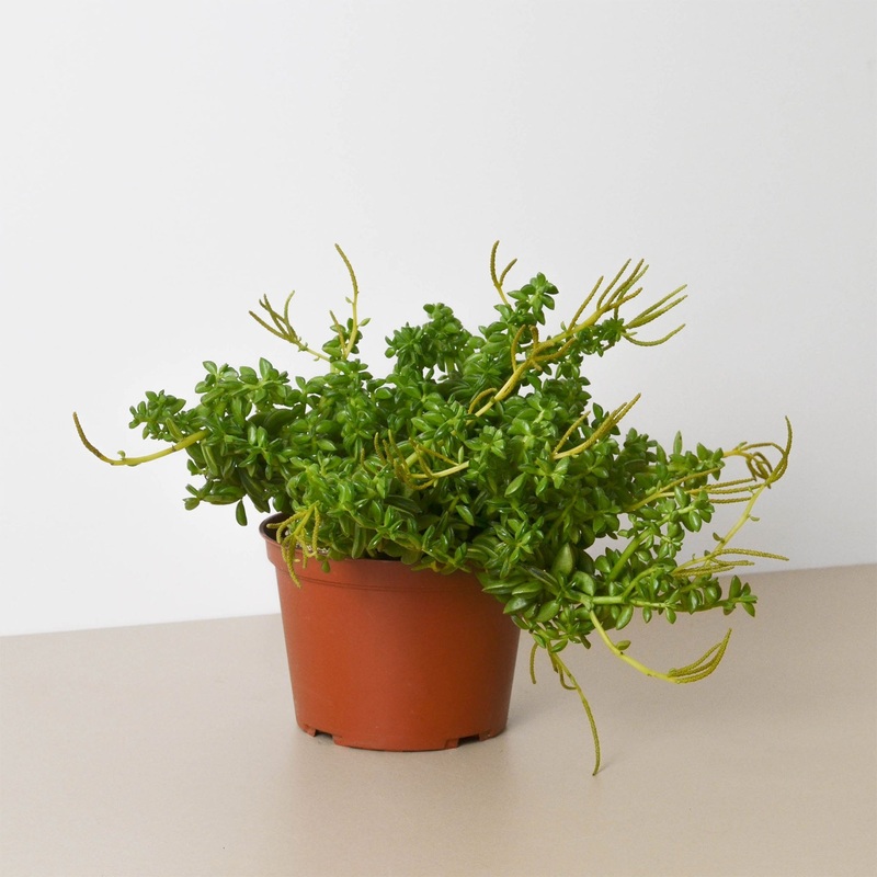 Peperomia ‘Axillaris’|6″ Pot