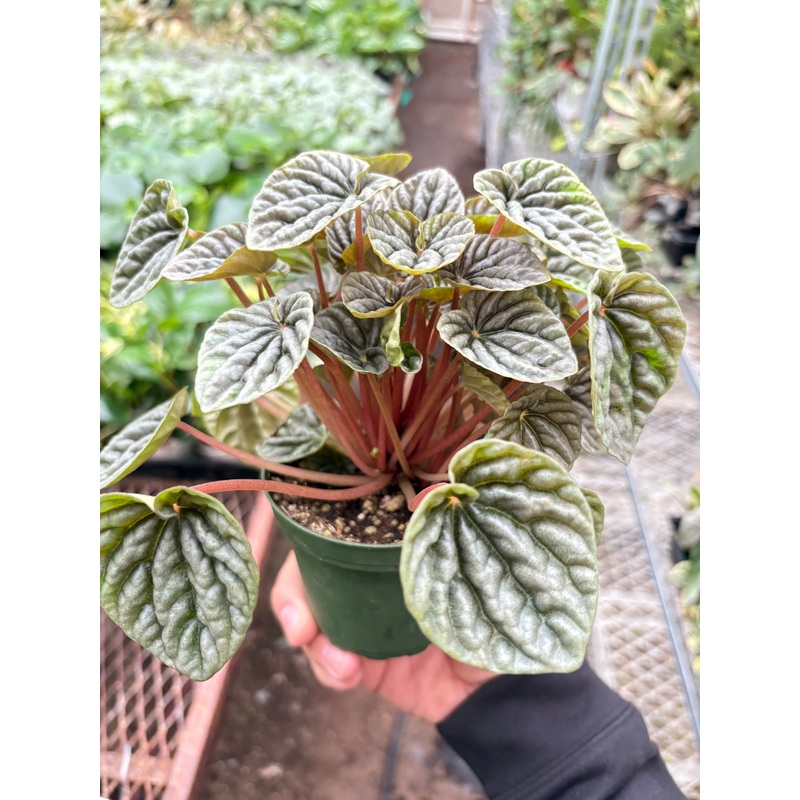 Peperomia ‘Emerald Ripple’|4″ Pot