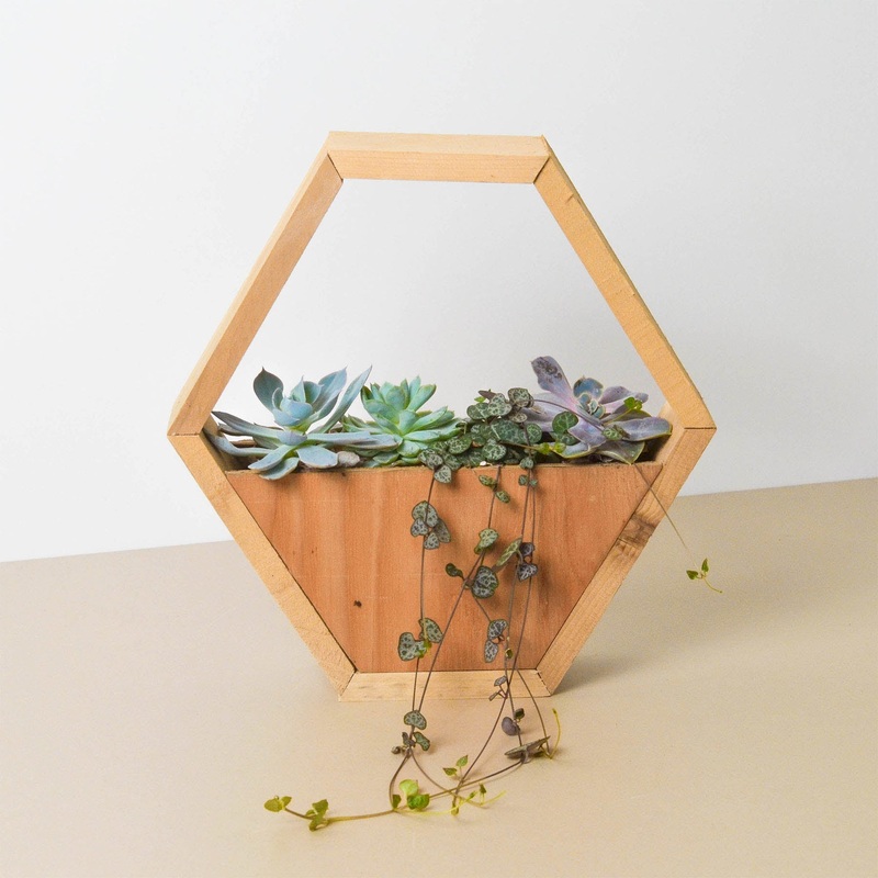 4 Succulent Variety – Hexagarden Pot