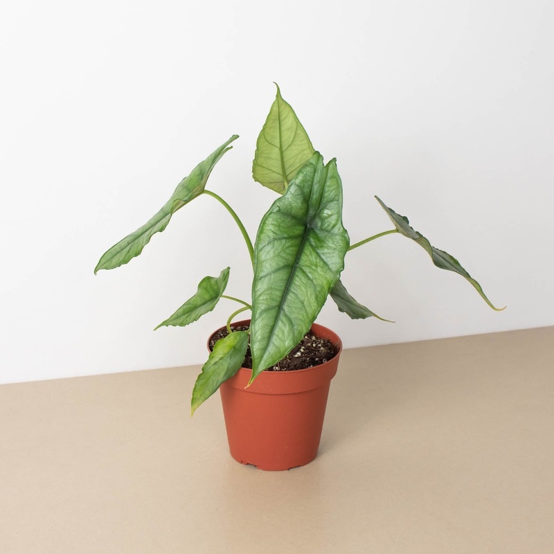 Alocasia ‘Dragons Breath’|4″ Pot|6″ Pot