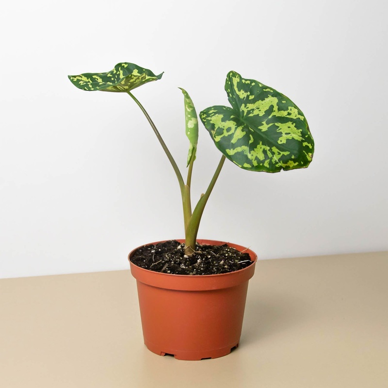 Alocasia ‘Hilo Beauty’|4″ Pot|6″ Pot