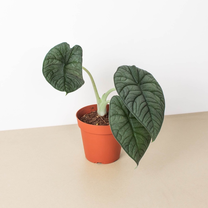 Alocasia ‘Melo’|4″ Pot