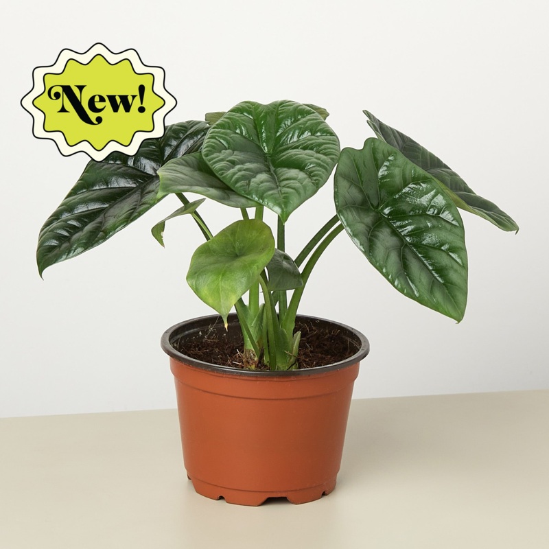 Alocasia ‘Mirror Face’ – 4 Pot