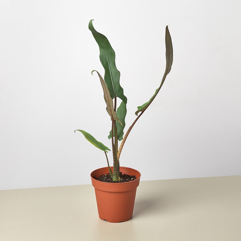 Alocasia ‘Purple Sword’|4″ Pot|6″ Pot