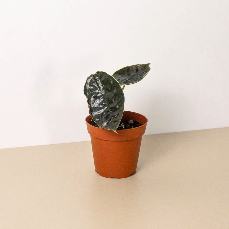 Alocasia ‘Red Mambo’ – 4 Pot|4″ Pot