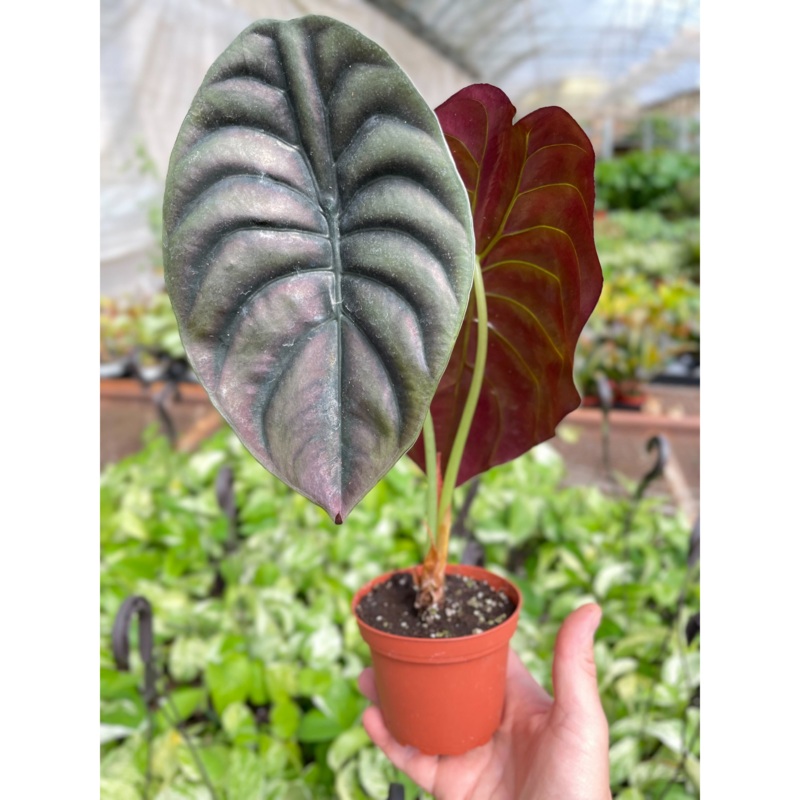 Alocasia ‘Red Secret’|4″ Pot|6″ Pot