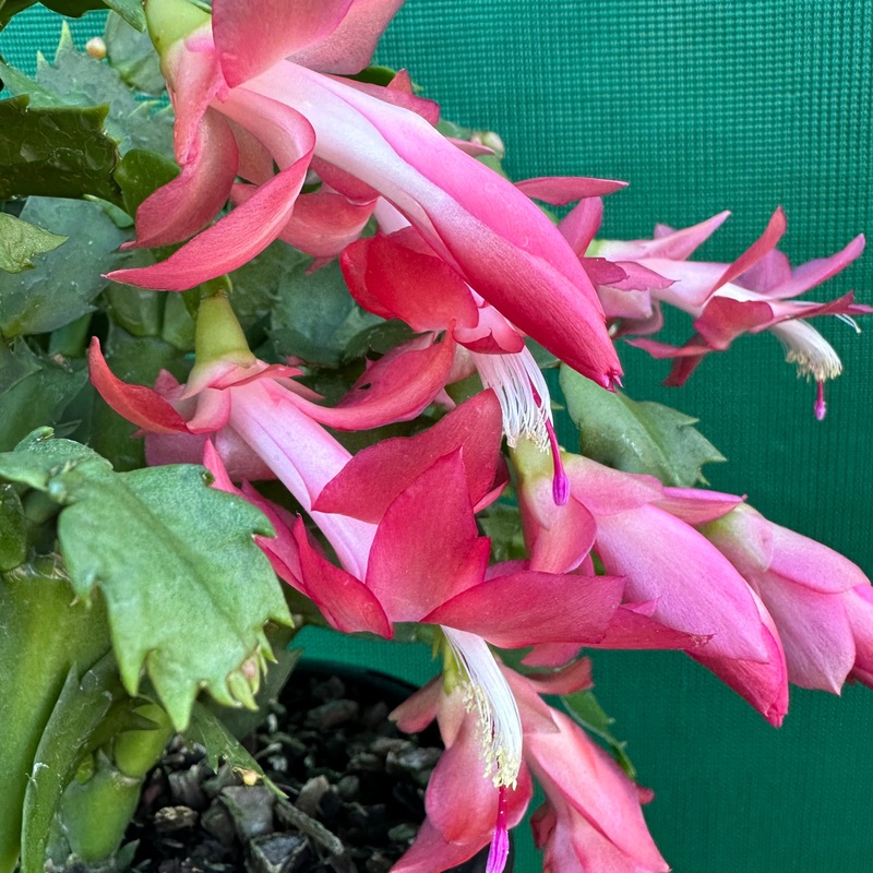 Zygocactus Rusty|(1x Fresh Cutting)|(1x Bare Rooted Cutting)