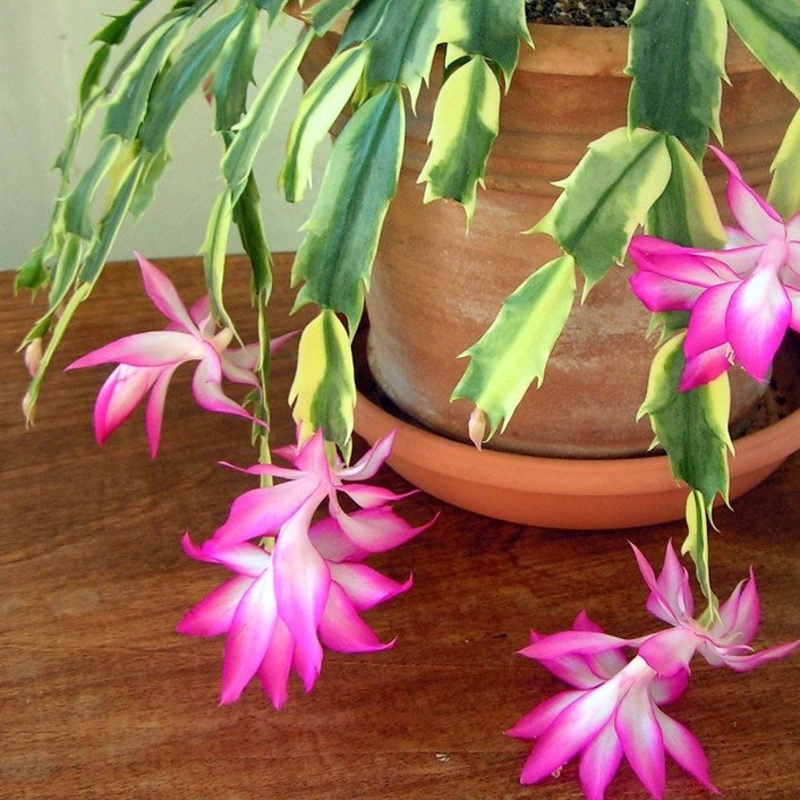 Zygocactus Variegated|(1x Small Bare Rooted Cutting)