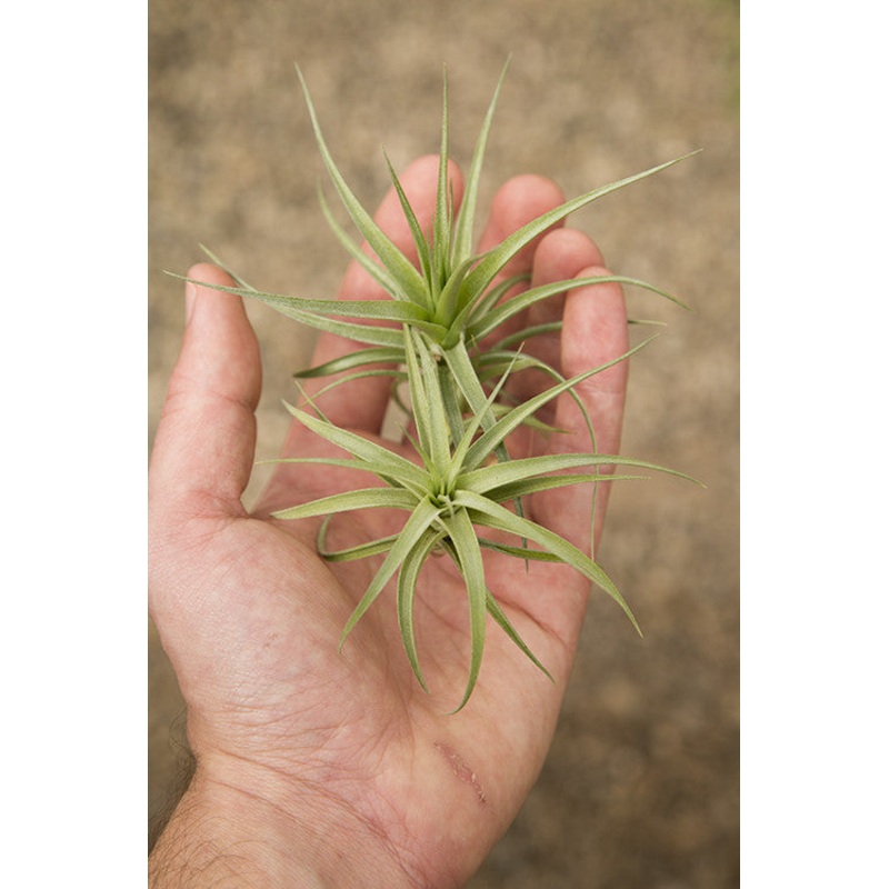 Bergeri|Small (2-3″)|Large (4-5″)