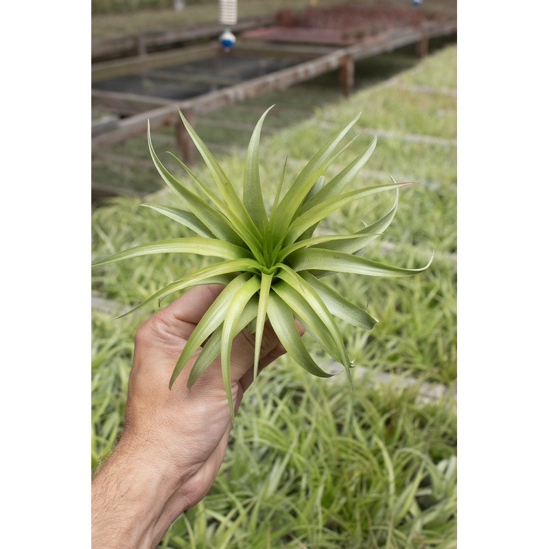 Brachycaulos|2-3″|4″|5-6″|7-8″|9-10″