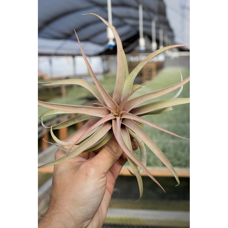 Capitata Peach|2-3″|4″|5-6″|7-8″|10″