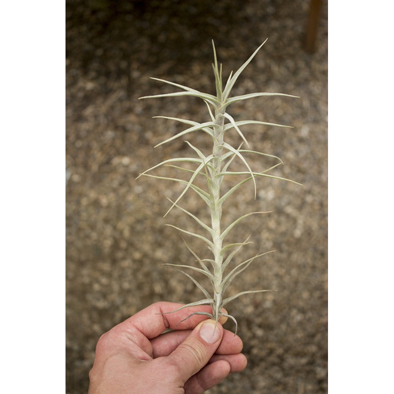 Diaguitensis|Small (3-4″)