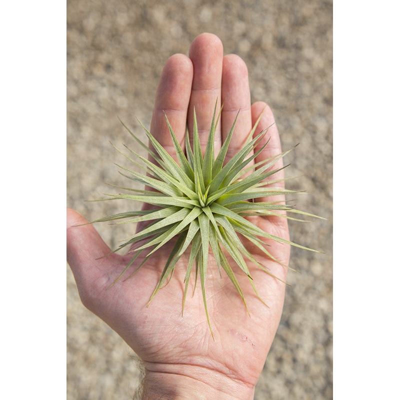 Espinosae|Small (3″)|Medium (4-5″)|Large (5-6″)