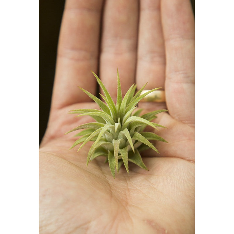 Ionantha Rubra Hardleaf|Small|Large|XL (3-4″)