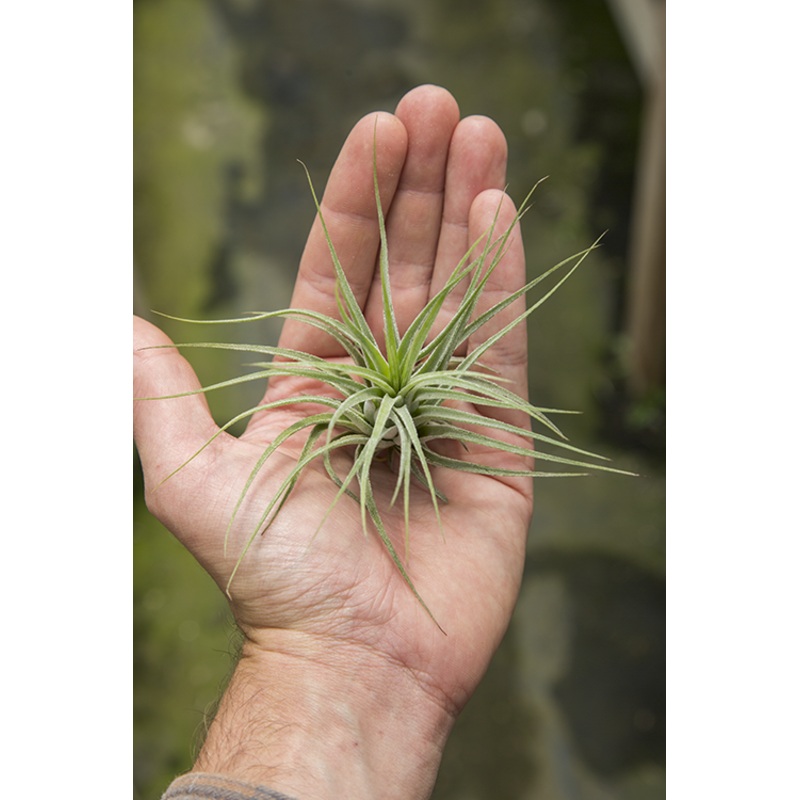 Ionantha Scaposa|Small (1-2″)|Large (2-3″)|XL (3-4″)