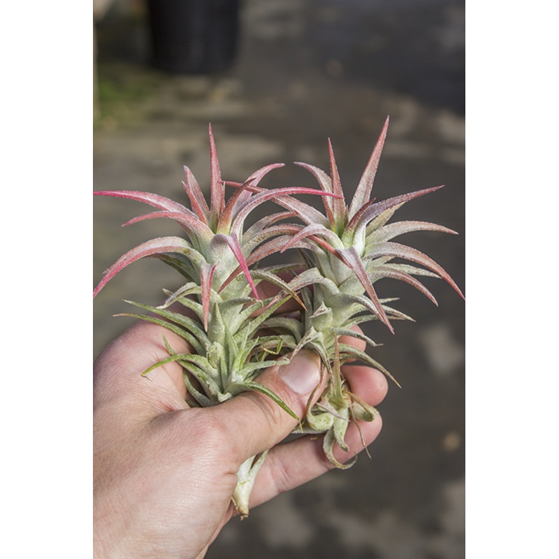 Ionantha Vanhyningii|(1-2)|(3″)