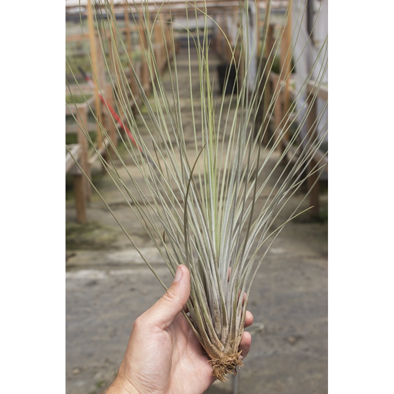 Juncea|6-8″|10-12″|14″|Giant (18″)