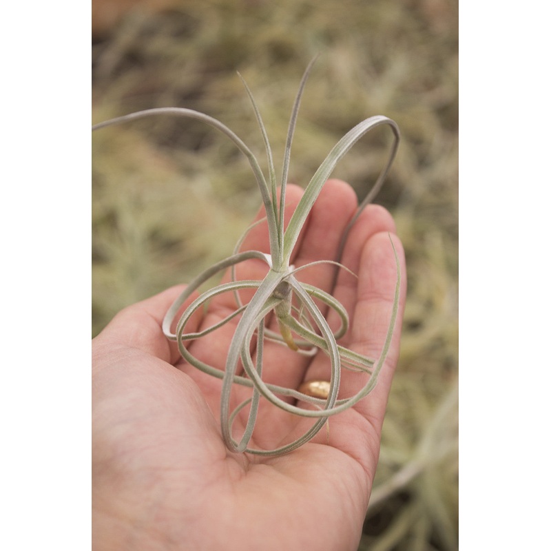 Streptocarpa|Small