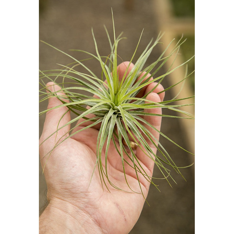 Stricta Green|Small|Large