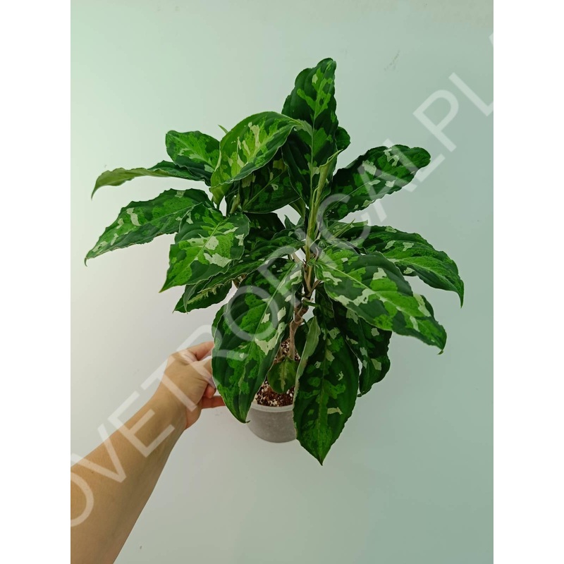 Aglaonema pictum tricolor XL