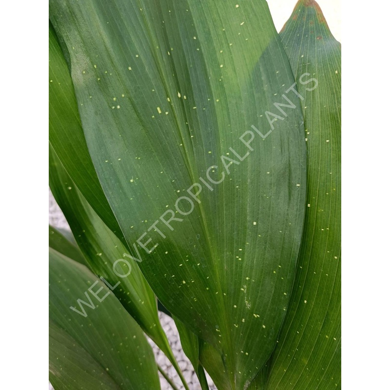 Aspidistra elatior hoshi zora
